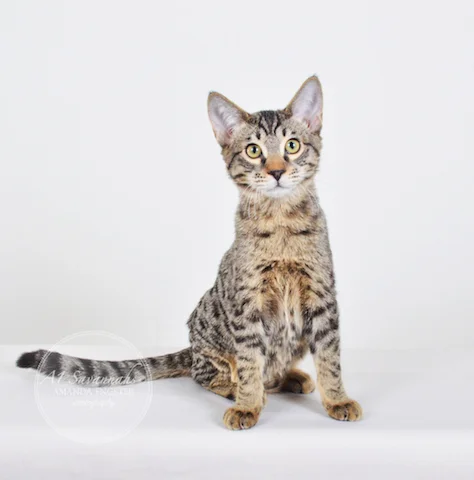 A1 Savannahs Niel SBT Male Savannah Kitten