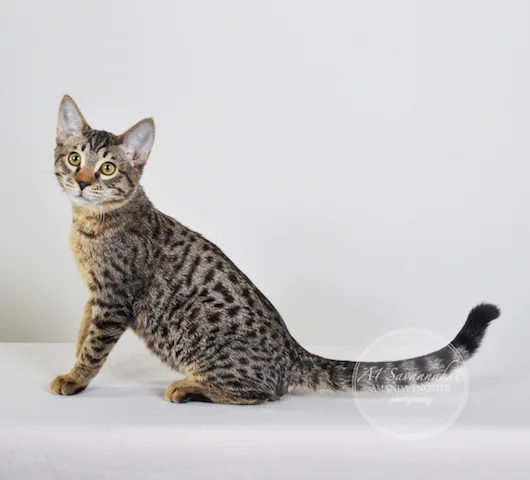 A1 Savannahs Niel SBT Male Savannah Kitten