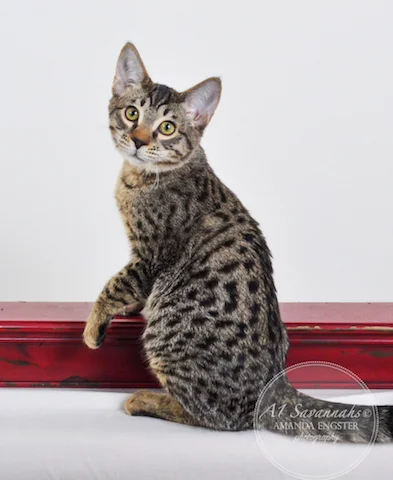 A1 Savannahs Niel SBT Male Savannah Kitten