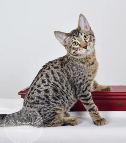 A1 Savannahs Niel SBT Male Savannah Kitten