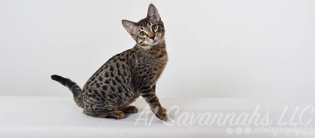 A1 Savannahs Niel SBT Male Savannah Kitten
