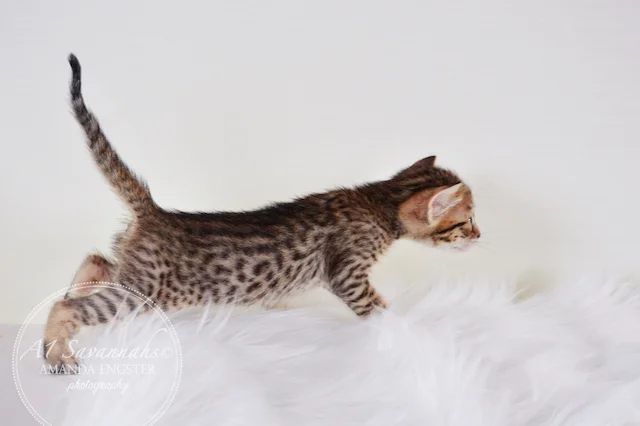A1 Savannahs Maybree SBT Female Savannah Kitten