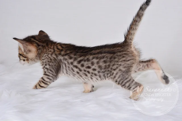 A1 Savannahs Maybree SBT Female Savannah Kitten