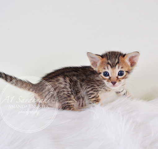 A1 Savannahs Maybree SBT Female Savannah Kitten
