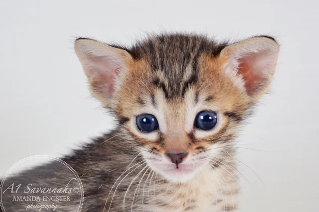 A1 Savannahs Maybree SBT Female Savannah Kitten