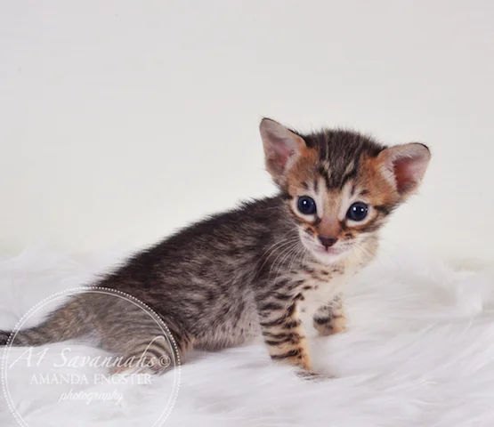 A1 Savannahs Maybree SBT Female Savannah Kitten
