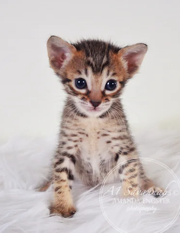 A1 Savannahs Maybree SBT Female Savannah Kitten