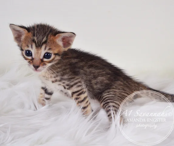 A1 Savannahs Maybree SBT Female Savannah Kitten