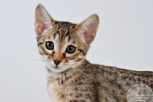 A1 Savannahs Maybree SBT Female Savannah Kitten