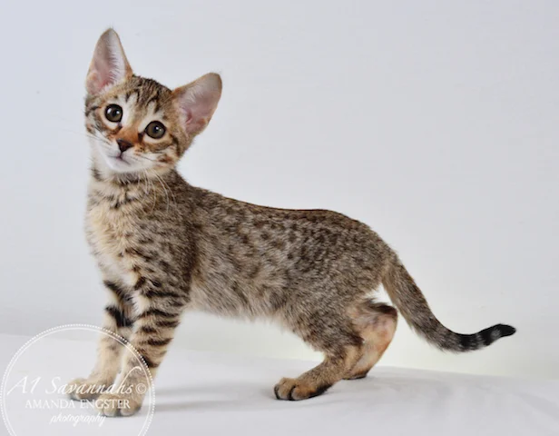 A1 Savannahs Maybree SBT Female Savannah Kitten