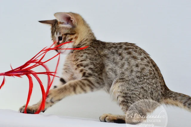 A1 Savannahs Maybree SBT Female Savannah Kitten