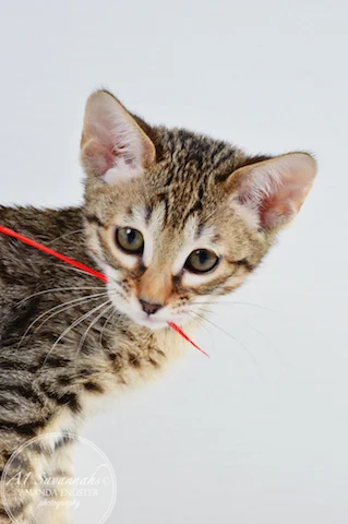 A1 Savannahs Maybree SBT Female Savannah Kitten