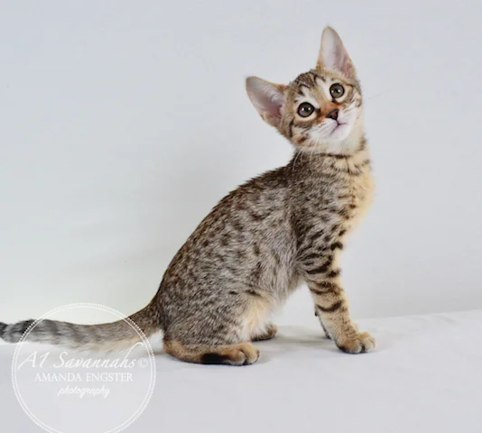 A1 Savannahs Maybree SBT Female Savannah Kitten