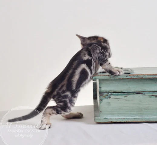 A1Savannahs Aldwin F5 Male Savannah Kitten - Savannah Cats and Kittens For Sale 