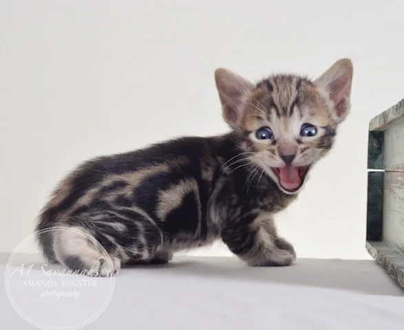 A1 Savannahs Aldwin F5 Male Savannah Kitten - Savannah Cats and Kittens For Sale 