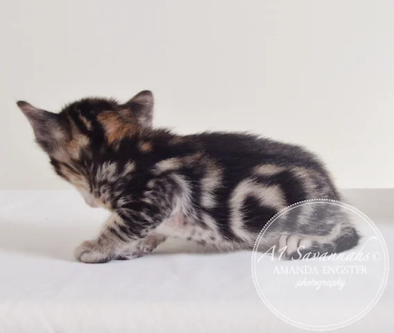 A1Savannahs Aldwin F5 Male Savannah Kitten - Savannah Cats and Kittens For Sale 