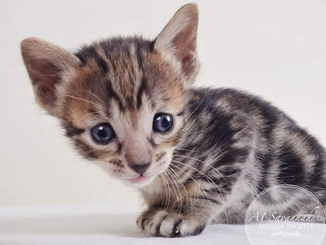 A1Savannahs Aldwin F5 Male Savannah Kitten - Savannah Cats and Kittens For Sale 