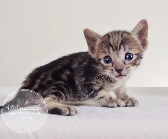 A1Savannahs Aldwin F5 Male Savannah Kitten - Savannah Cats and Kittens For Sale 