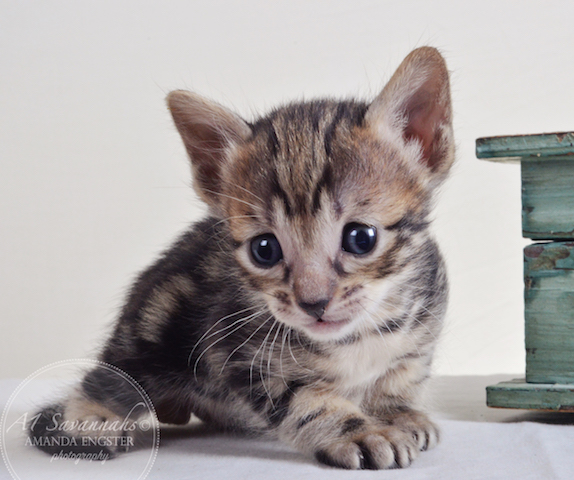A1Savannahs Aldwin F5 Male Savannah Kitten - Savannah Cats and Kittens For Sale 