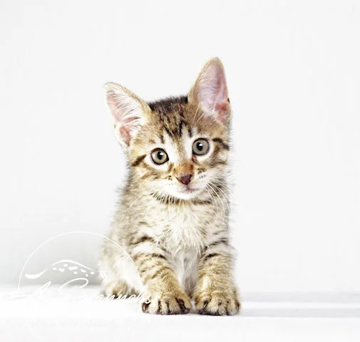 A1 Savannahs Rosa SBT Female Savannah Kitten