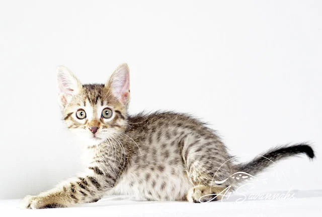 A1 Savannahs Rosa SBT Female Savannah Kitten