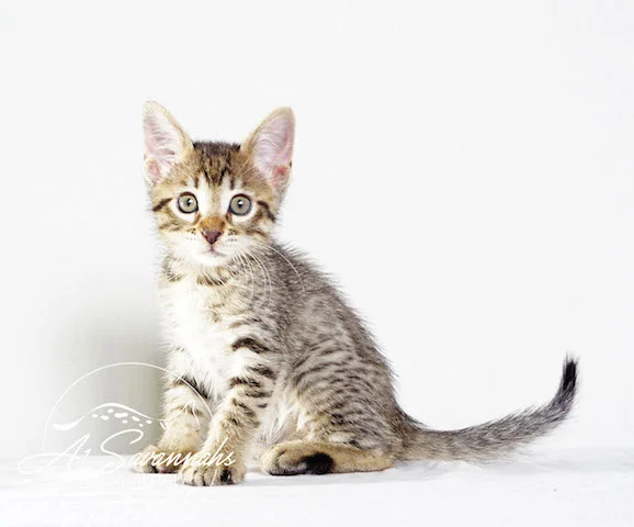 A1 Savannahs Rosa SBT Female Savannah Kitten
