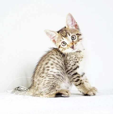 A1 Savannahs Rosa SBT Female Savannah Kitten