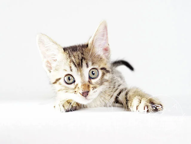 A1 Savannahs Rosa SBT Female Savannah Kitten