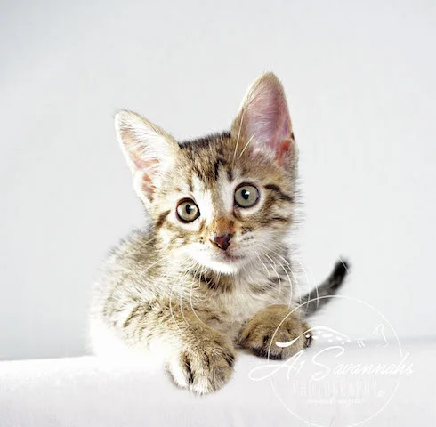 A1 Savannahs Rosa SBT Female Savannah Kitten