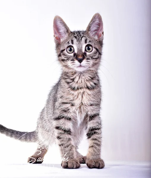 A1Savannahs Ramey SBT Female Savannah Kitten