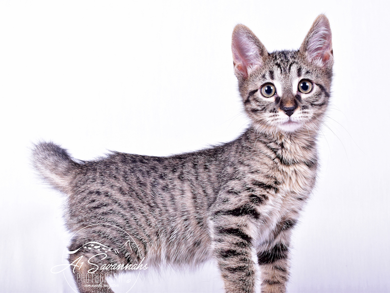 A1Savannahs Ramey SBT Female Savannah Kitten