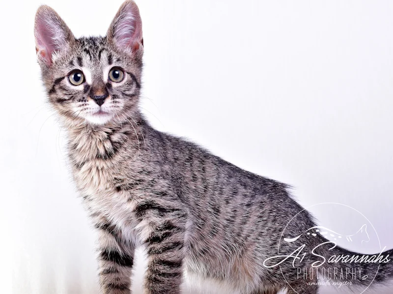 A1Savannahs Ramey SBT Female Savannah Kitten