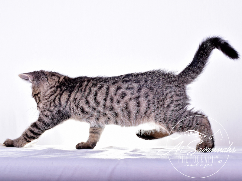 A1Savannahs Ramey SBT Female Savannah Kitten