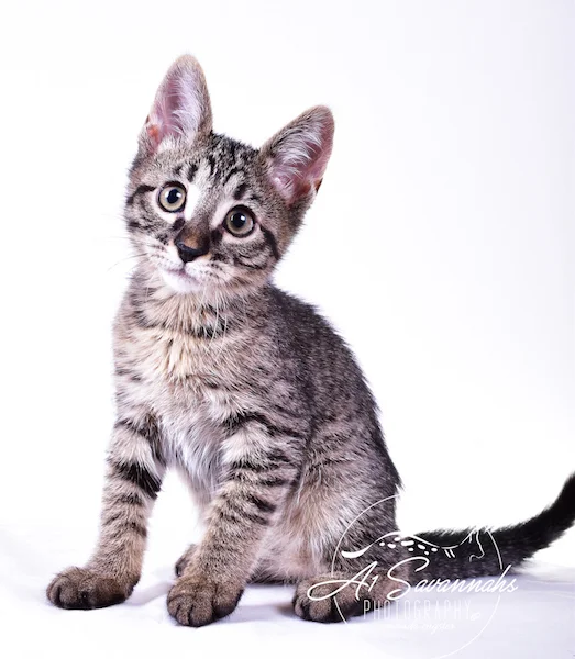 A1Savannahs Ramey SBT Female Savannah Kitten