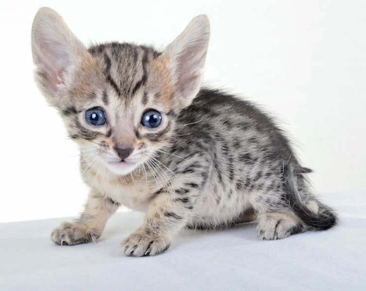 A1 Savannahs Kirra F5 Female Savannah Kitten