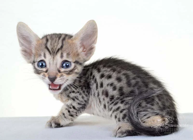 A1 Savannahs Kirra F5 Female Savannah Kitten
