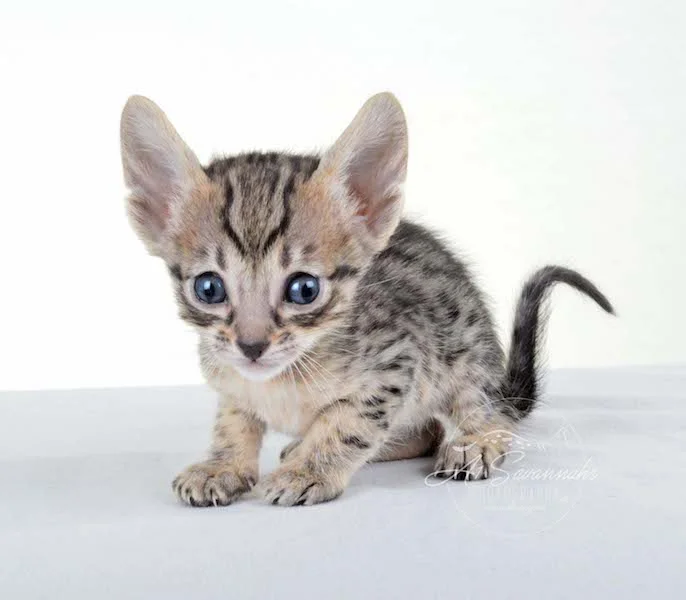 A1 Savannahs Kirra F5 Female Savannah Kitten