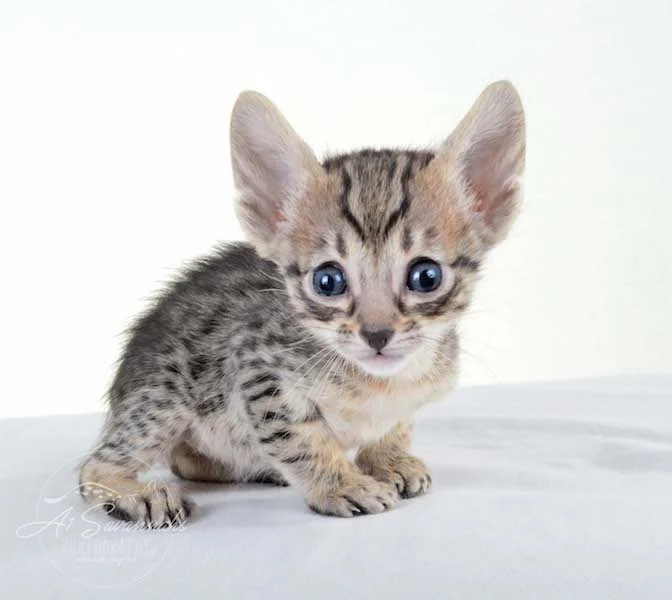 A1 Savannahs Kirra F5 Female Savannah Kitten