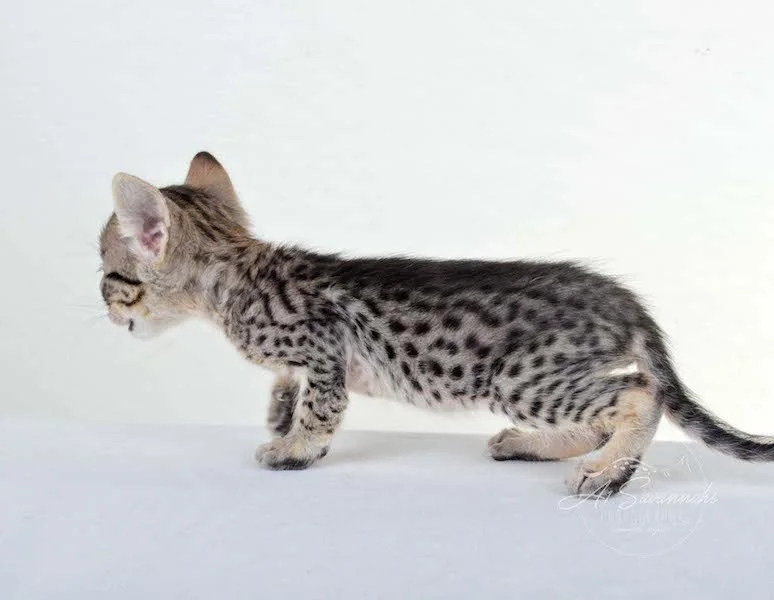 A1 Savannahs Kirra F5 Female Savannah Kitten
