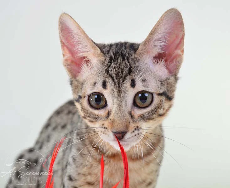 A1 Savannahs Kirra F5 Female Savannah Kitten