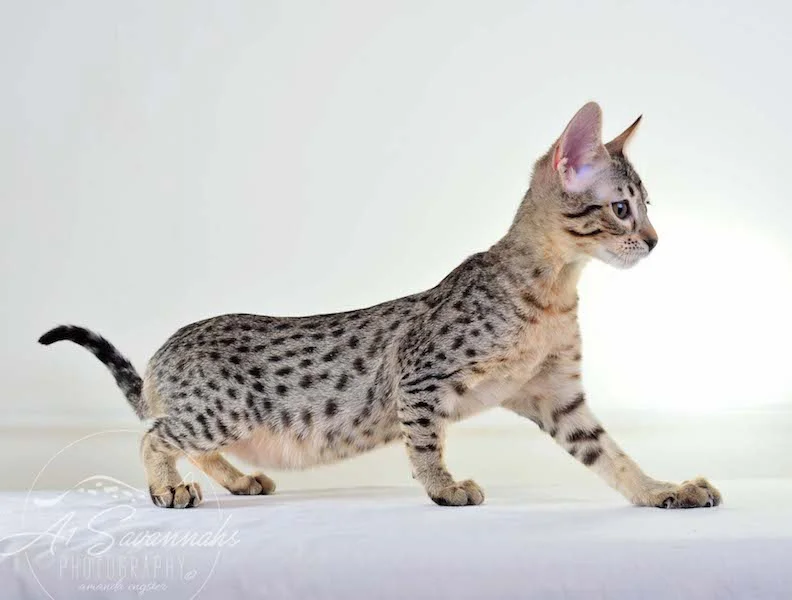 A1 Savannahs Kirra F5 Female Savannah Kitten