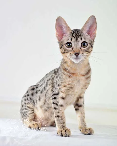 A1 Savannahs Kirra F5 Female Savannah Kitten