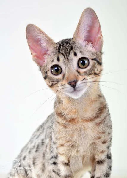 A1 Savannahs Kirra F5 Female Savannah Kitten