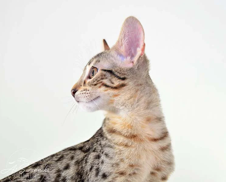 A1 Savannahs Kirra F5 Female Savannah Kitten