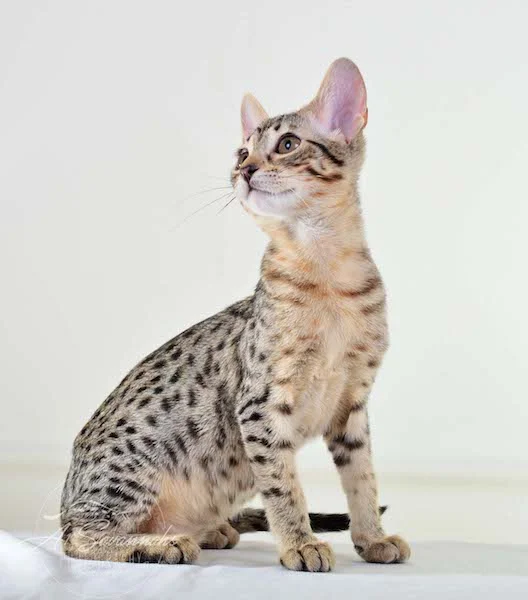A1 Savannahs Kirra F5 Female Savannah Kitten