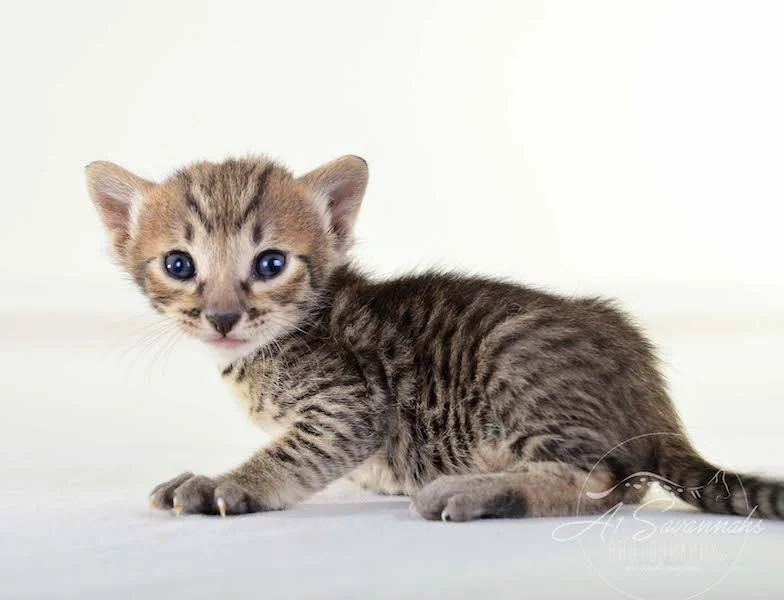 A1Savannahs Maxwell SBT Male Savannah Kitten - Savannah Cats and Kittens For Sale 