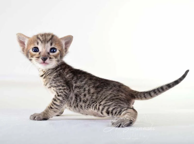 A1Savannahs Maxwell SBT Male Savannah Kitten - Savannah Cats and Kittens For Sale 