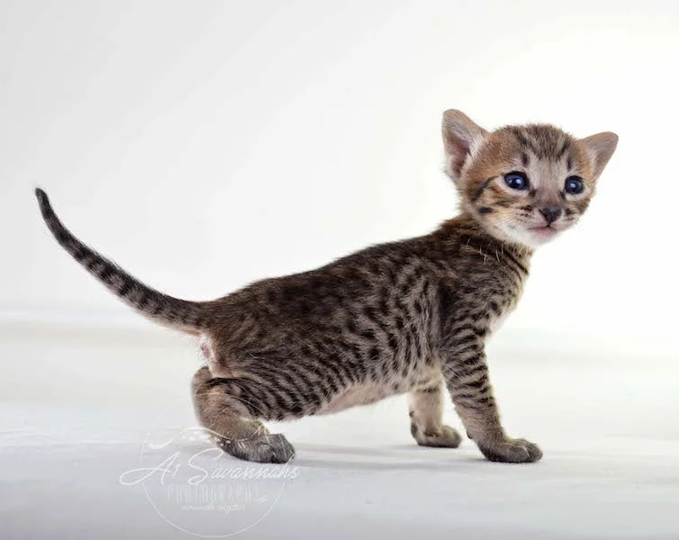 A1Savannahs Maxwell SBT Male Savannah Kitten - Savannah Cats and Kittens For Sale 