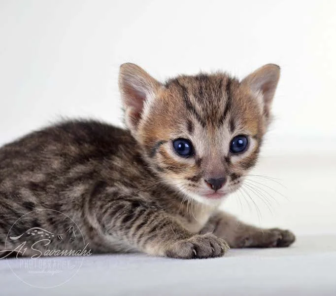 A1Savannahs Maxwell SBT Male Savannah Kitten - Savannah Cats and Kittens For Sale 