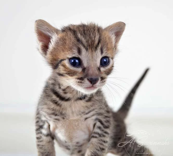 A1Savannahs Maxwell SBT Male Savannah Kitten - Savannah Cats and Kittens For Sale 